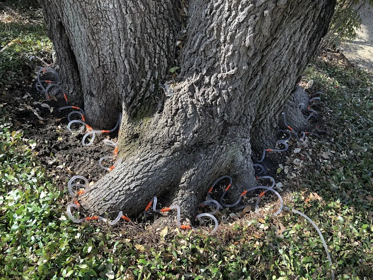 Detailed Tree Cabling and Bracing job site in North Providence
