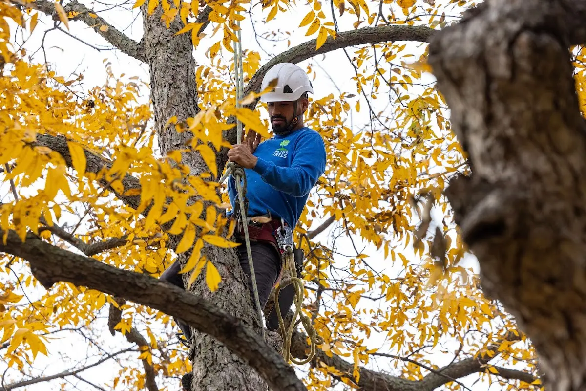 Skilled Tree Planing crew working in North Providence