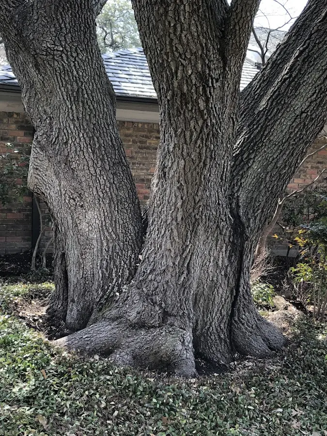 Mature heritage tree close to a North Providence property cared for by certified arborists